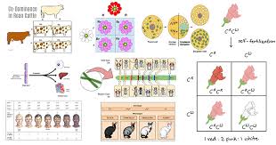 Non Mendelian Inheritance Genetics Microbe Notes