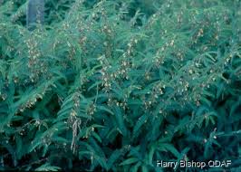 Image result for Aeschynomene tenuirama