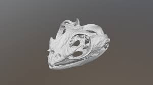 Head aneurysms in bearded dragons veterinary partner vin. Bearded Dragon Skull Vcu 3d 3997 Download Free 3d Model By Virtual Curation Lab Virtualcurationlab 62cd846
