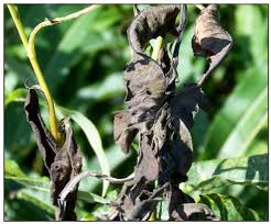 Image result for venturia saliciperda willow tree