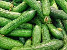 Cucumbers Planting Growing And Harvesting Cucumbers The