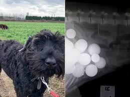 Four championships in 2020, deep regret abou. Dog Swallows 26 Golf Balls And Survives 7news