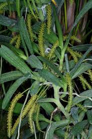 Image result for Chamaeangis