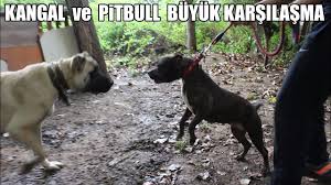Pitbull Kangal Ve Dogo Argentino Buyuk Karsilasma Efsaneler Bir Arada Strongest Dogs Youtube