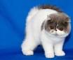 Exotic Shorthair Kittens For Sale by Reputable Breeders ...