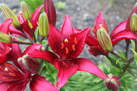 Tiny Shadow Asiatic Lily Asiatic Lilies Hardscape Perennials
