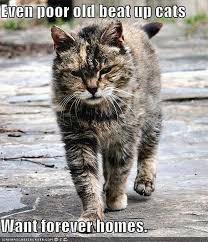 True Story Http Sulia Com My Thoughts Eb6c61b1 504d 4800 8869 A305c6016485 Pinner 119686333 Kedi Cats
