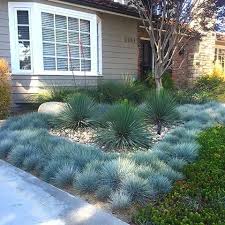 Landscaping With Blue Fescue Blue Fescue Landscape Design Backyard Garden Design