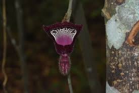 Image result for Aristolochia heppii