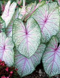 Image result for Caladium