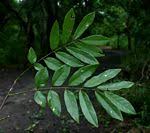 Image result for Philenoptera wankieënsis