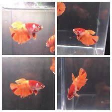 Pin On Betta Fish