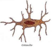 Check spelling or type a new query. Definicion De Osteocito Concepto En Definicion Abc