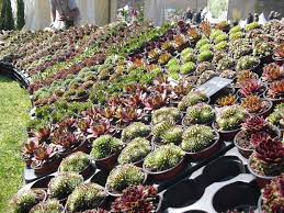 Mon Petit Jardin En Sologne Collection De Succulentes Rosier Polyantha Fete Des Plantes Parc Floral