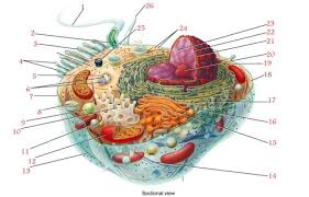 Mrs counts 7th grade science class prokaryotic and eukaryotic cells read biology ck 12 foundation. First 6 Functions All Plant And Animal Cell Organelles Flashcards Quizlet