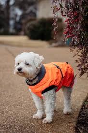 A collector's overview of every mount and pet in the game! Ciji S Natural Pet Supplies 20 Photos 35 Reviews Pet Stores 2260 Kearney St Denver Co United States Phone Number Yelp