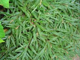 Image result for Myricaceae