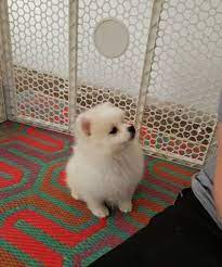 Read message wi rr com german shepard puppies shepherd. 12 Weeks Old Teacup Pomeranian Puppies Now Available Wisconsin Dells Oconomowoc Oconomowoc Wi Animal Pet