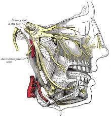 Cranial nerves picture face numbers. Trigeminal Neuralgia Wikipedia