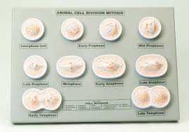 When cells divide, two daughter cells are produced from one mother cell. Models Animal Cell Division Mitosis Read Pacific Reading Books Resources Supplying New Zealand Pacific Islands