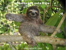Did You Know Sloths Sleep For 15 20 Hours A Day When They Aren T Sleeping They Are Posing For The Ca Amazon Rainforest Animals Sloth Photos Rainforest Animals