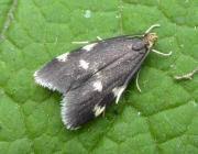 Image result for Telechrysis tripuncta