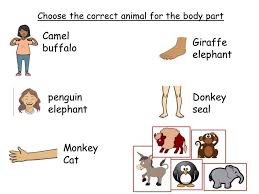 In this post, i have described some interesting and useful paranormal home remedies using the hair and other body parts of a camel. Body Part To Animal Worksheet