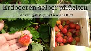 Erdbeeren, die man auf einem erdbeerhof bzw. Erdbeeren Selber Pflucken Frisch Vom Feld Nachhaltig Und So Lecker