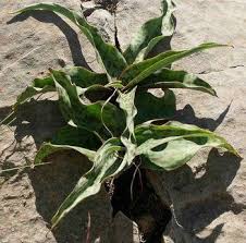 Image result for Ledebouria revoluta