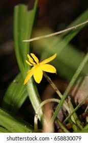 Image result for Hypoxis urceolata