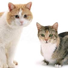 Check spelling or type a new query. 4 Cara Membedakan Kucing Jantan Betina Dewasa Bayi Pintarpet