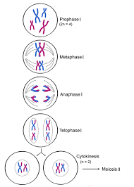 Life Sciences Cyberbridge