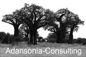 Image result for Brachystegia wangermeeana