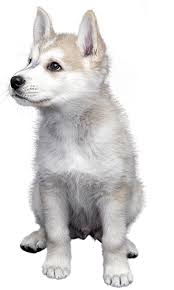 Do alaskan klee kai shed hair? Alaskan Klee Kai Training Course On Alaskan Klee Kai
