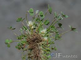 Image result for Marsilea aegyptiaca