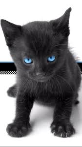 Ojazos Kedi