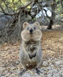 Not Bad Perth On Instagram Nice To See You Too Adorable Quokkas From Rottnest Island Captured By Blossomyogawear Notb Cute Animals Quokka Animals
