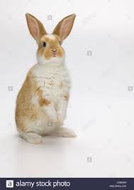 Download This Stock Image Bunny Rabbit Standing Up White Background Cnbxm4 From Alamy S Library Of Millions Of High Resolut Cute Hamsters Cute Bunny Rabbit