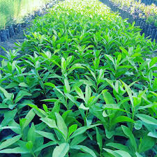 Image result for Warburgia ugandensis