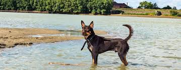 Maybe you would like to learn more about one of these? Australian Kelpie Breed Facts And Temperament Pet Side