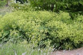 Die robusteren arten werden nachgepflanzt. Die 10 Effektivsten Bodendecker Fur Den Garten Garten Diybook De