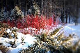 Walnut trees, cedar trees, and any type of conifer cause great problems for the gardener. Brightening The Winter Landscape With Bold Bark Colorful Conifers The Gardener S Eden