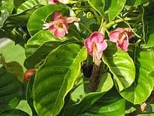 Image result for Vitex thyrsiflora