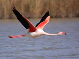 Birds That Don T Fly Well A Flying Flamingo I Never Knew They Could Fly Well You Don T See That Everyday Greater Flamingo Flamingo Pictures Flamingo