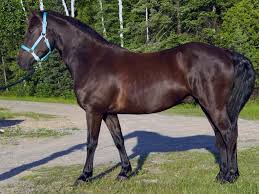 Paint Black And Brown Horse Show Me Your Black Horse With Dark Brown Tack Pretty Please Horses Black Horse Bay Horse