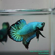 Red & white halfmoon plakat male #2032/44. Pin By Noclaz On Fancy Bettas Betta Fish Betta Fish Types Betta