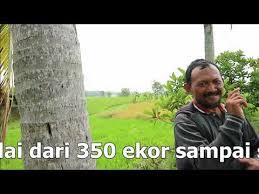 Check spelling or type a new query. Pelihara Ayam Petelur Afkir Berkembang Menjadi 1000 Ekor Pola Nogososro Sabuk Inten Youtube