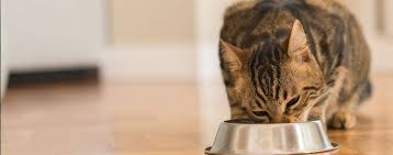 Many cats like snacking throughout the day! A Cat S Daily Diet Hartz