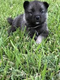 Litter Of 6 Norwegian Elkhound Puppies For Sale In Houston Tx Adn 91835 On Puppyfinder Com Gender Male Elkhound Puppies Norwegian Elkhound Puppies For Sale