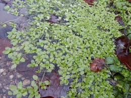 Image result for Callitriche